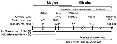 Long-Term Effects of Prenatal Exposure to Undernutrition on Cannabinoid Receptor-Related Behaviors: Sex and Tissue-Specific Alterations in the mRNA Expression of Cannabinoid Receptors and Lipid Metabolic Regulators